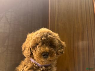 Toy Poodle dogs Coffee - Ad 33