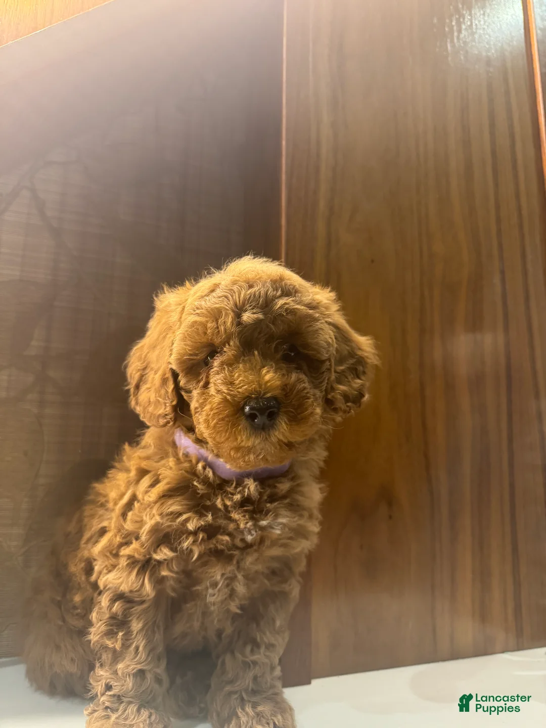 Toy Poodle dogs for sale: Coffee - Ad 1