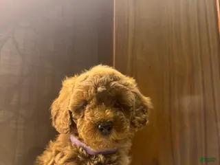 Toy Poodle dogs for sale: Coffee - Ad 4