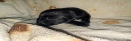 Cane Corso dogs for sale: Dean AKC - Ad 5