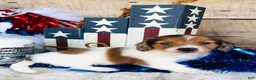 Miniature Dachshund dogs for sale: Jim Beam (Longhair) - Ad 7