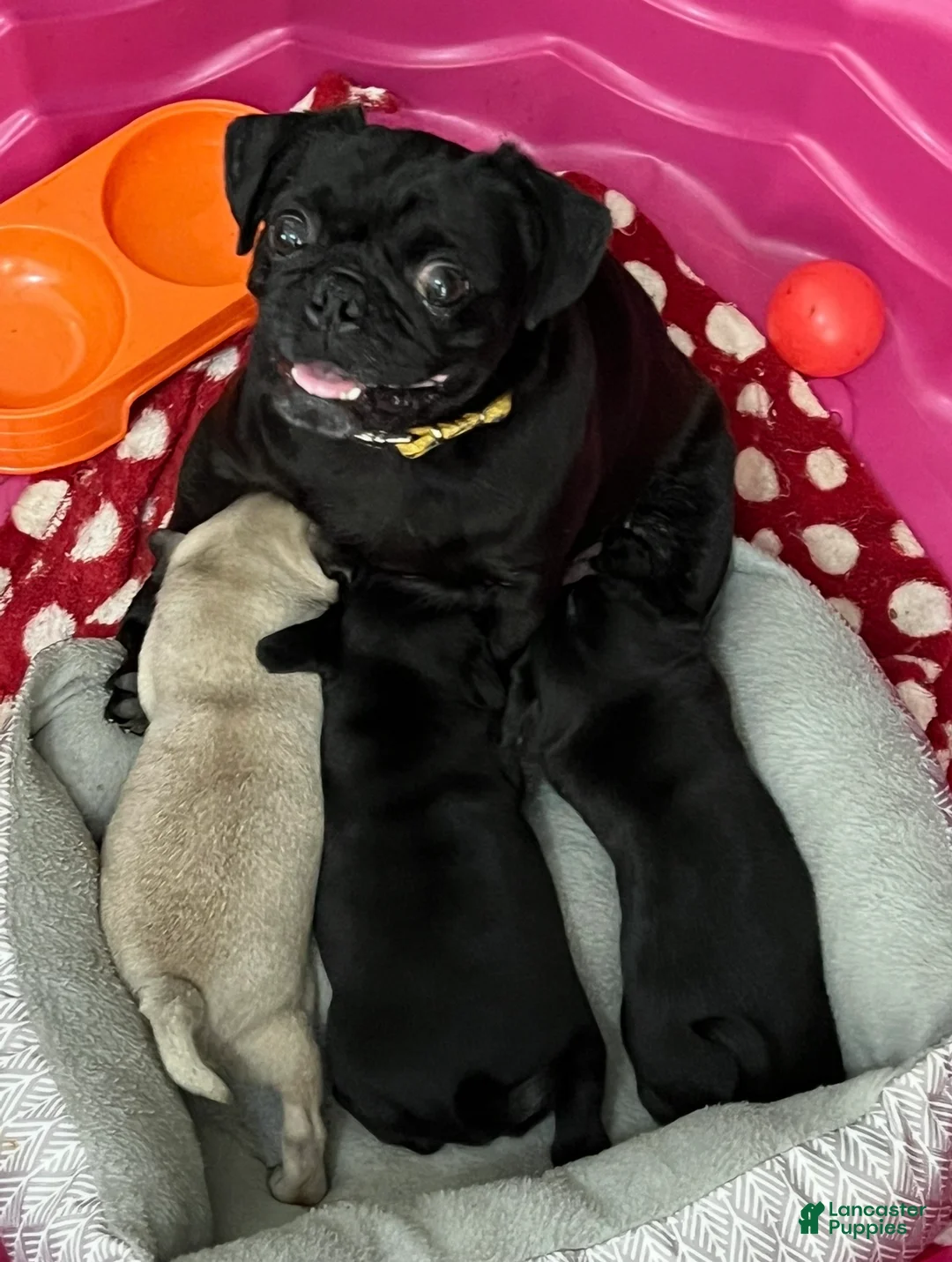 Pug dogs for sale: Orange - Ad 3