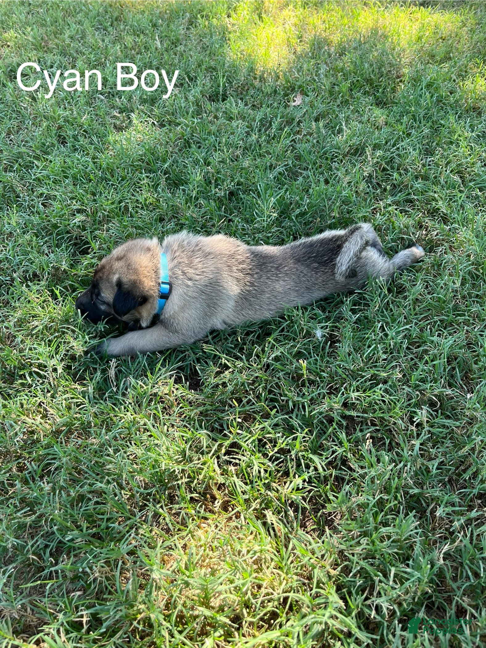 Turkish Kangal dogs Cyan Boy - Ad 2