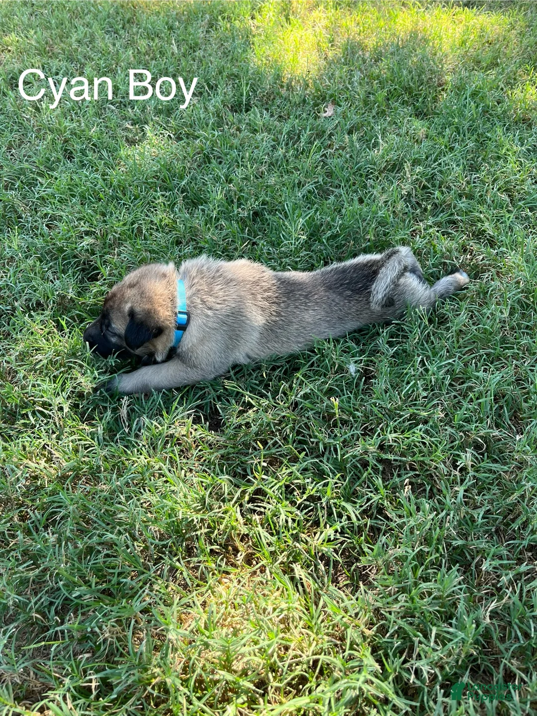 Turkish Kangal dogs for sale: Cyan Boy - Ad 1