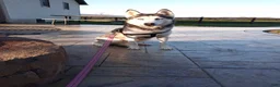 Siberian Husky dogs for sale: Everest - Ad 3