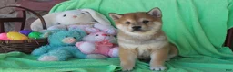 Shiba Inu dogs for sale: Gaston - Ad 3
