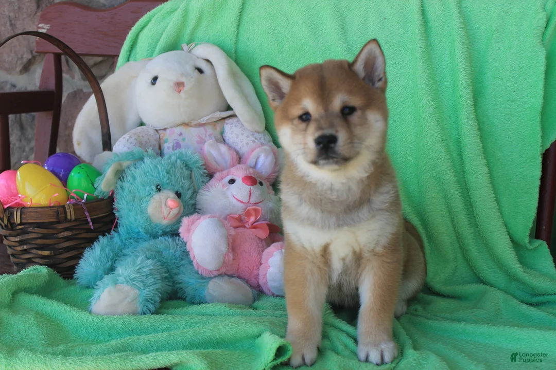 Shiba Inu dogs for sale: Gaston - Ad 3