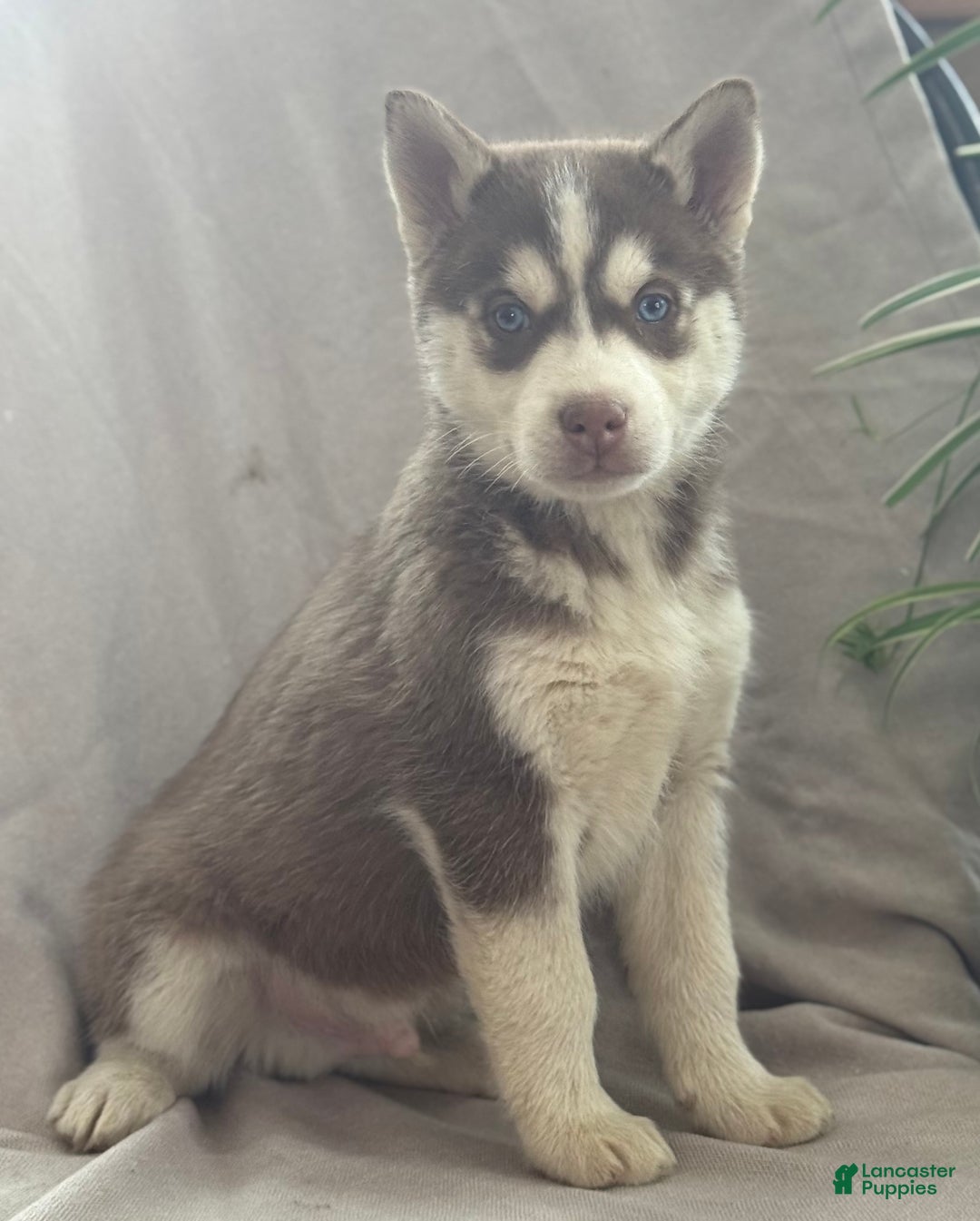 Siberian Husky dogs for sale: Louie - Ad 9
