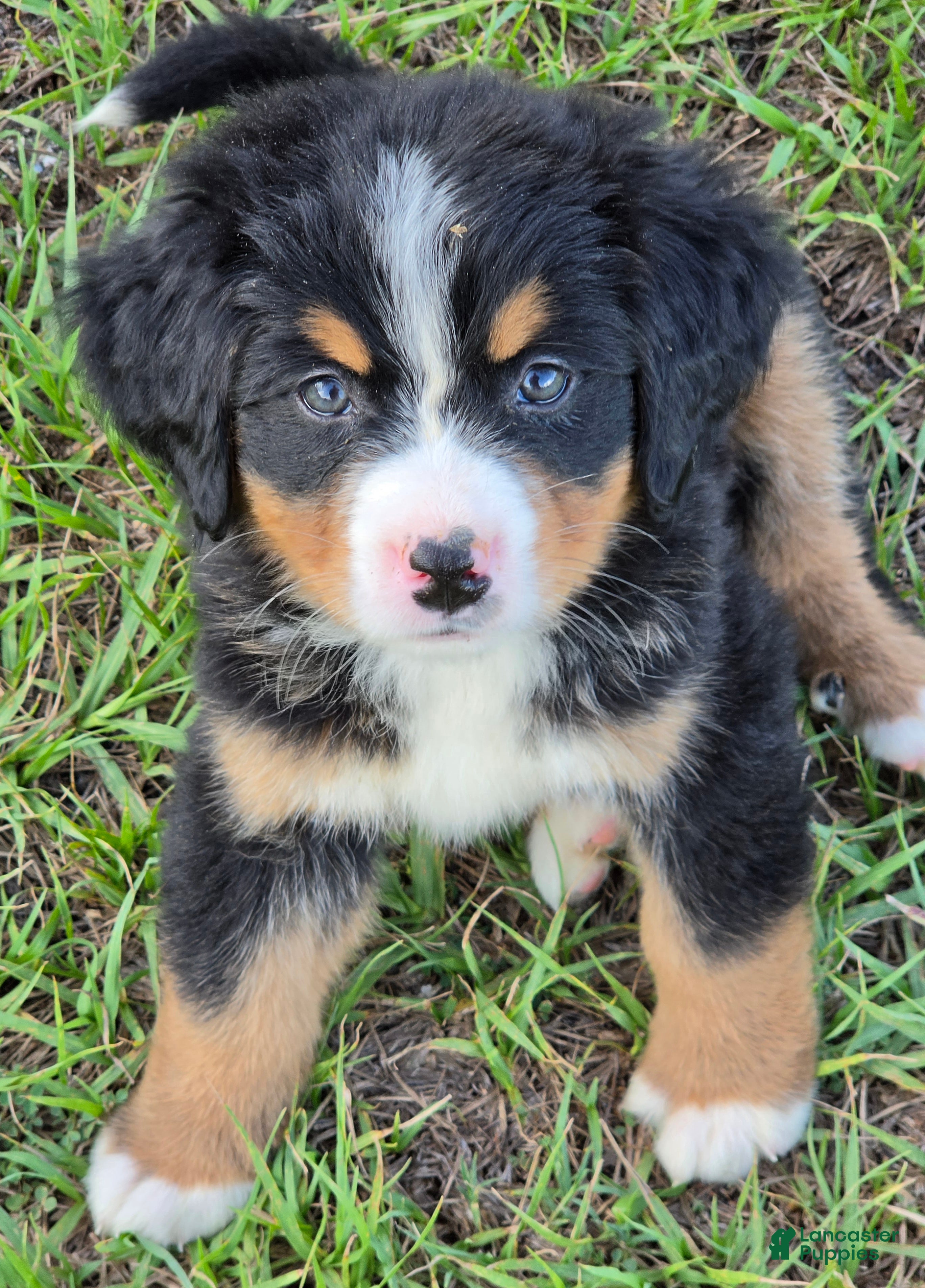 Bernese Mountain Dog dogs Heidi  - Ad 1
