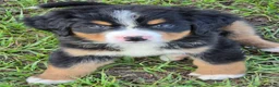 Bernese Mountain Dog dogs for sale: Heidi  - Ad 1