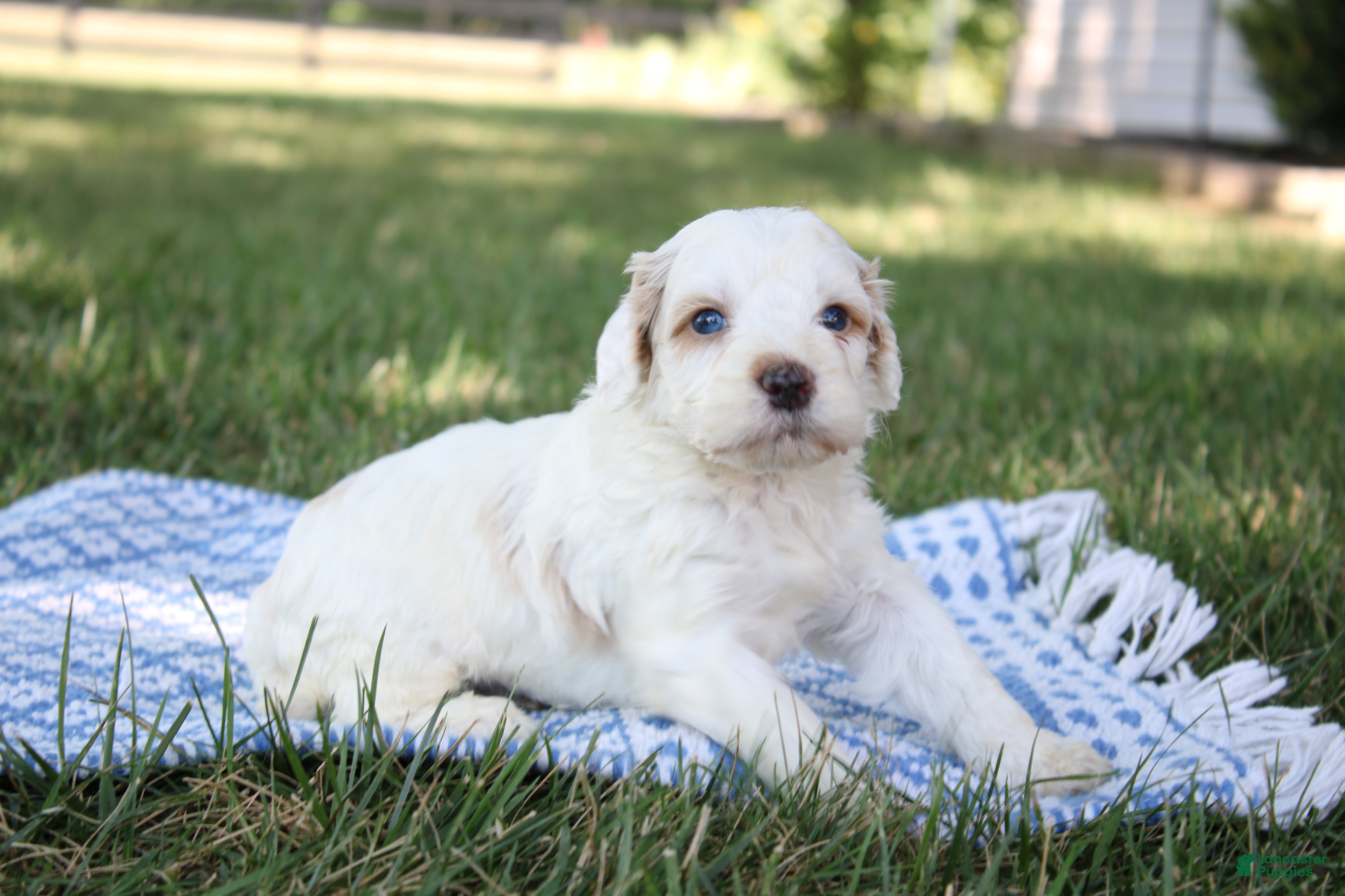 Mini Goldendoodle dogs Vlad - Ad 1