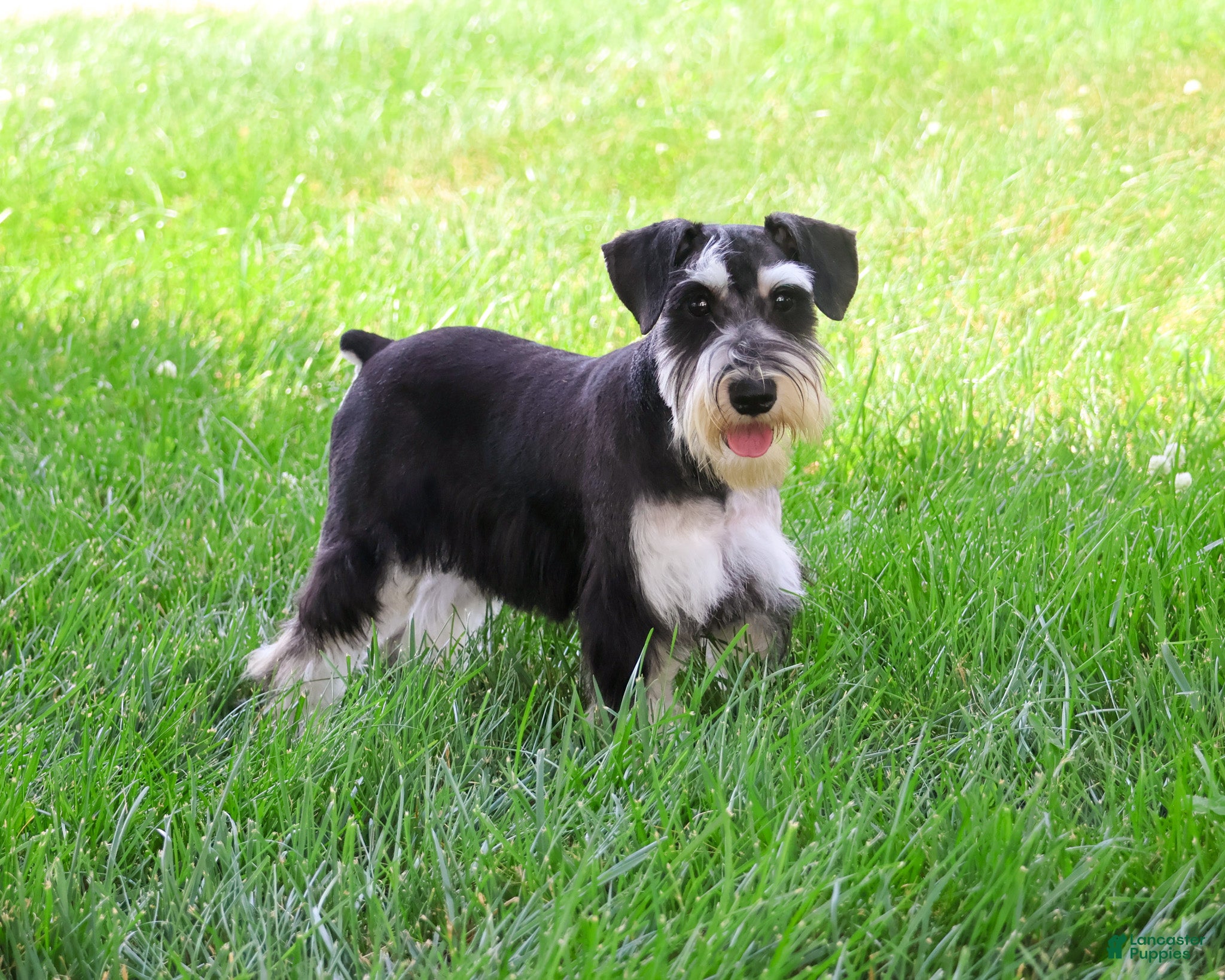 Miniature Schnauzer dogs Azriel  - Ad 1