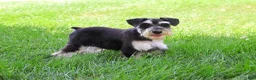 Miniature Schnauzer dogs for sale: Azriel  - Ad 1