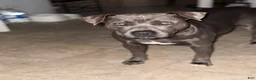 Mixed Breed dogs for sale: flash - Ad 5