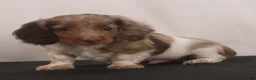 Dachshund dogs for sale: willie Jr  - Ad 14