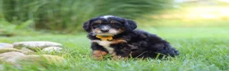 Mini Bernedoodle dogs for sale: Airhead - Ad 2