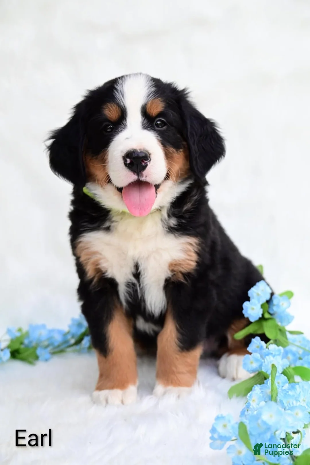 Bernese Mountain Dog dogs for sale: Earl - Ad 5