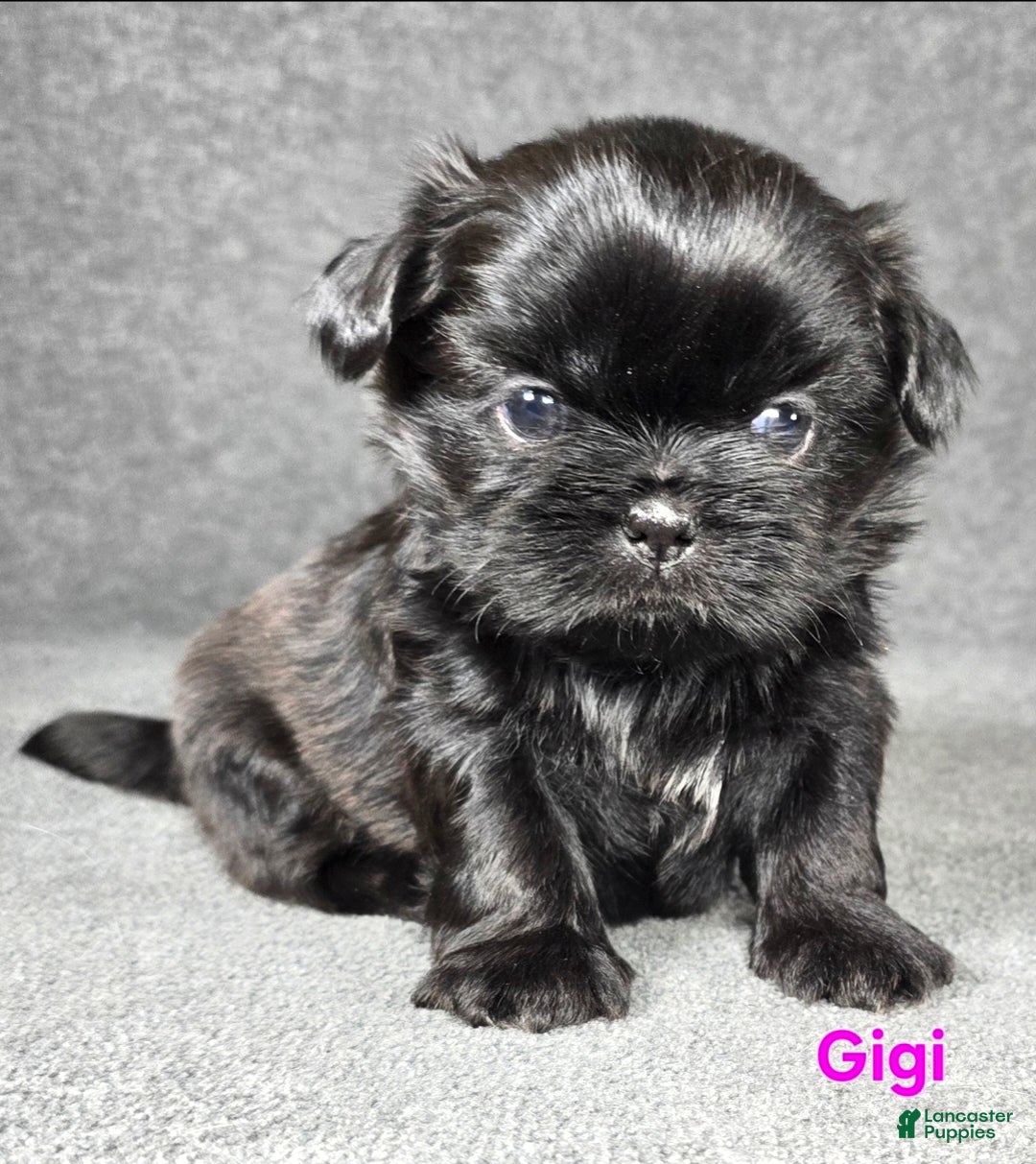 Shih Tzu dogs for sale: Gigi - Ad 1