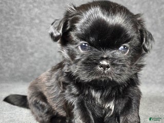 Shih Tzu dogs Gigi - Ad 8