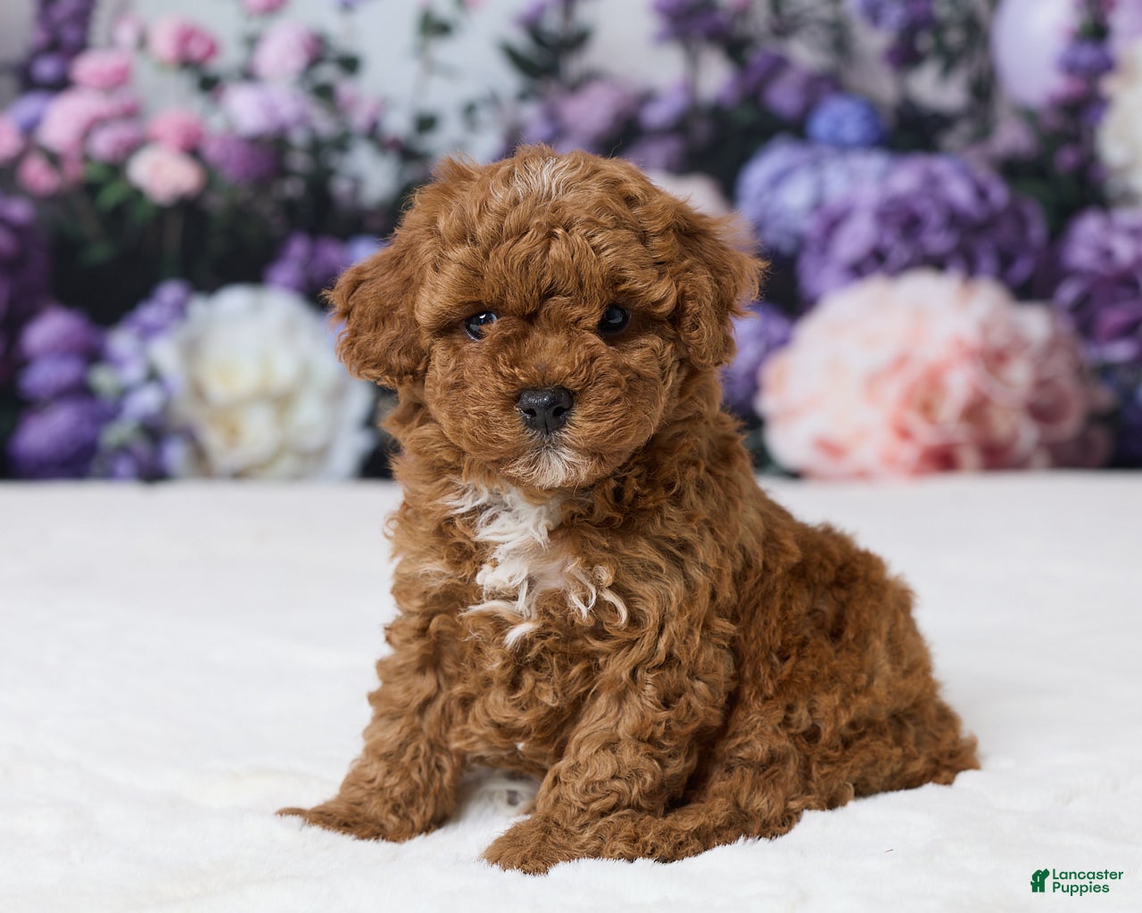 Miniature Poodle dogs Toby - Ad 2