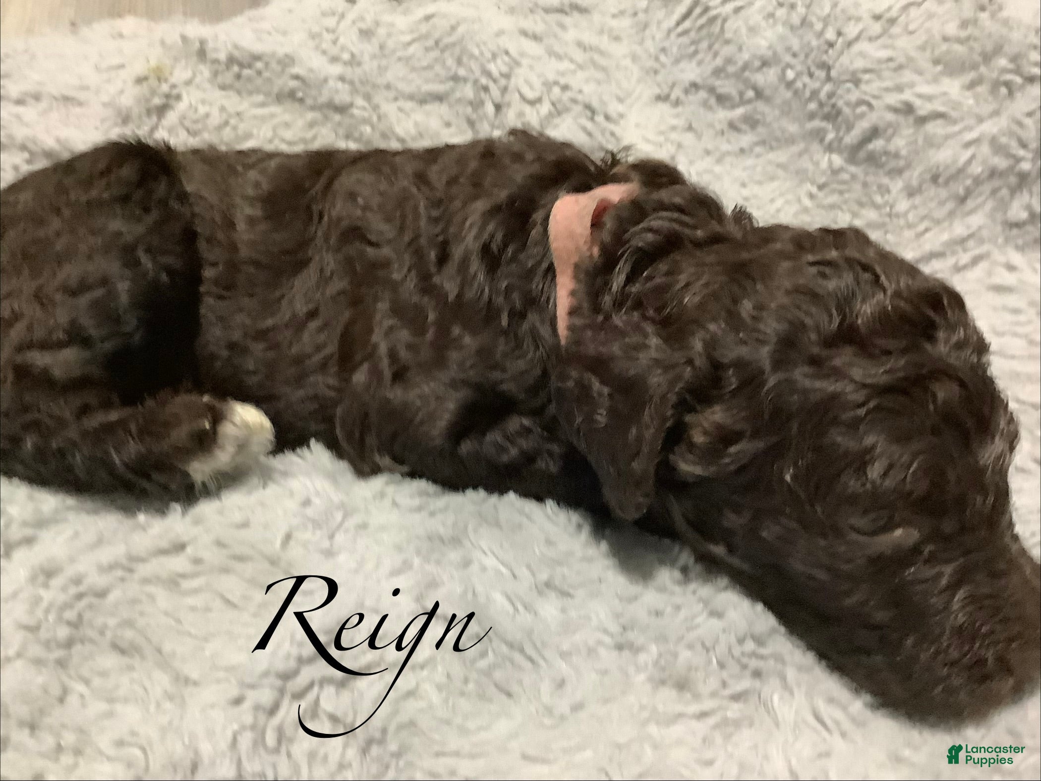 Standard Poodle dogs Standard Poodle Puppy 4 - Ad 5