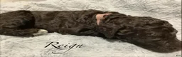 Standard Poodle dogs for sale: Standard Poodle Puppy 4 - Ad 2