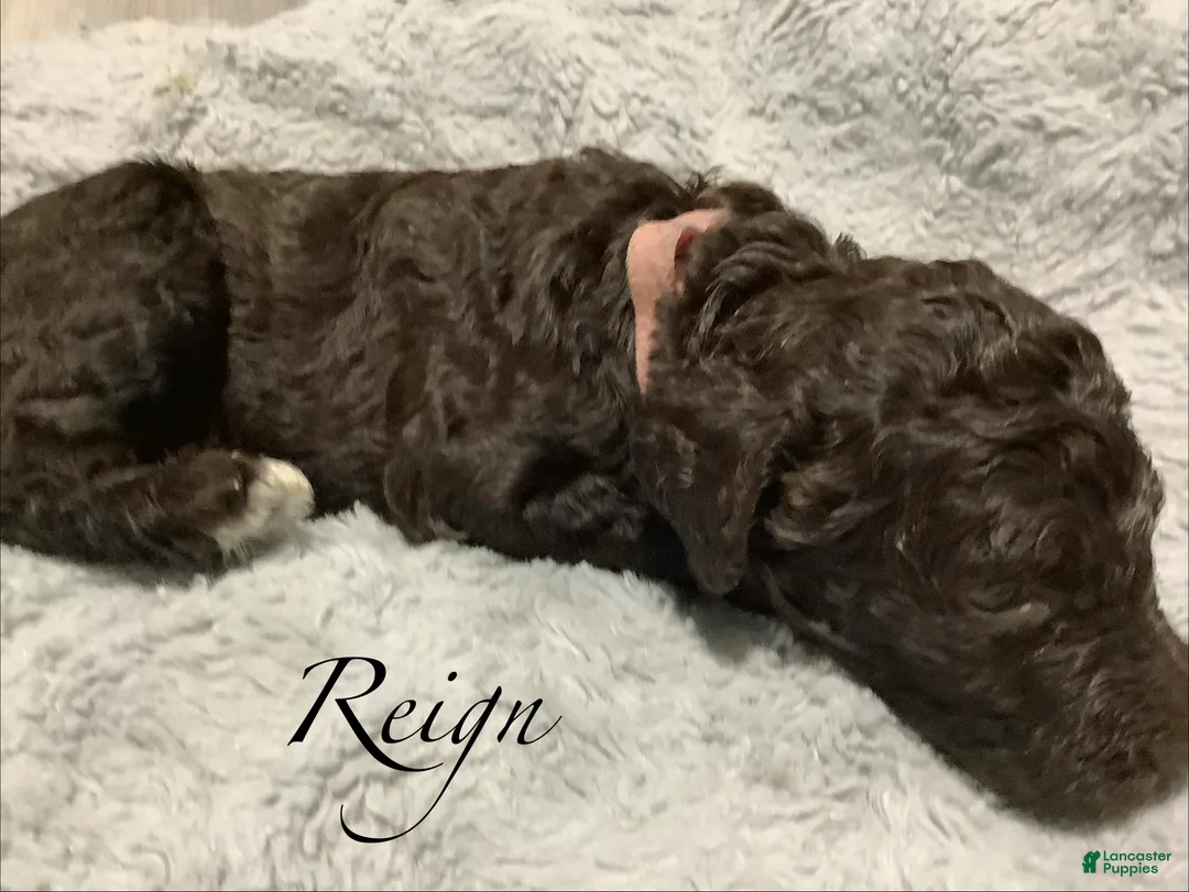 Standard Poodle dogs for sale: Standard Poodle Puppy 4 - Ad 2