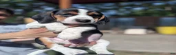 Beagle dogs for sale: Blossom ❤️ - Ad 12