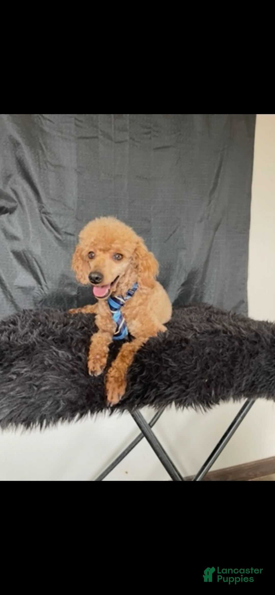 Miniature Poodle dogs for sale: Akc Clear genetics Proven Red Boy - Ad 10