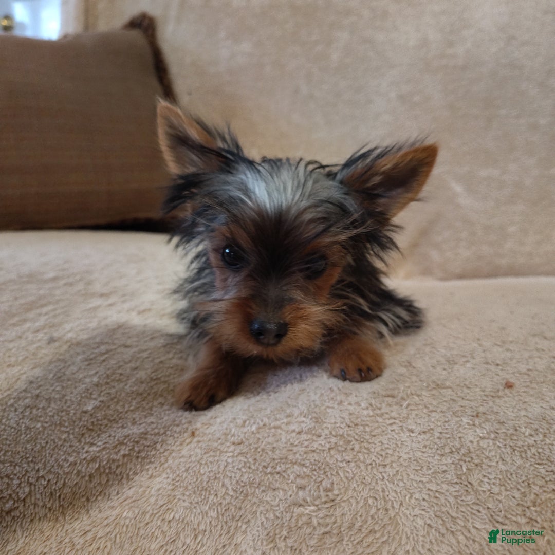 Pomchi dogs for sale: Monte - Ad 3