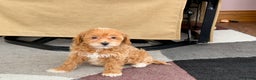Maltipoo dogs for sale: Maltipoo male 1  - Ad 7