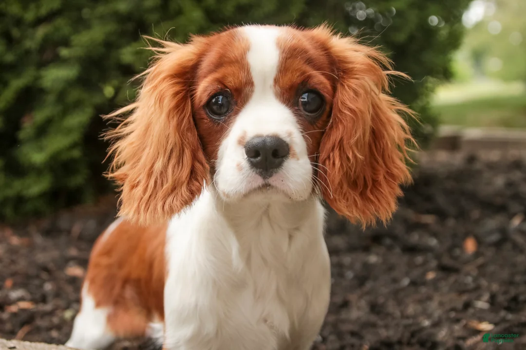 Cavalier King Charles Spaniel dogs for sale: Izzy - Ad 2