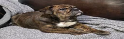 English Bulldog dogs for sale: Kelly - Ad 5