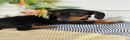 Miniature Dachshund dogs for sale: Janie - Ad 5