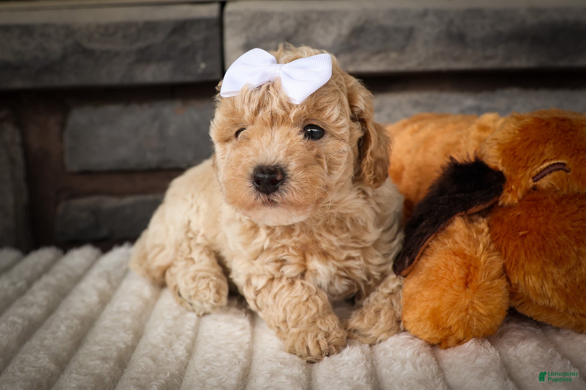 Miniature Poodle dogs Jenson ✨ - Ad 1