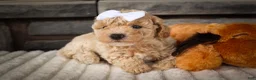 Miniature Poodle dogs for sale: Jenson ✨ - Ad 6