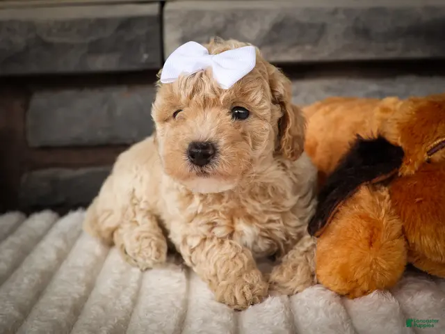 Miniature Poodle dogs for sale: Jenson ✨ - Ad 1