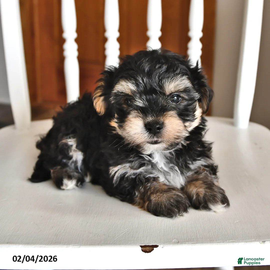 Morkie dogs for sale: Bubbles - Ad 2