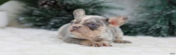 French Bulldog dogs for sale: Filo - Ad 5