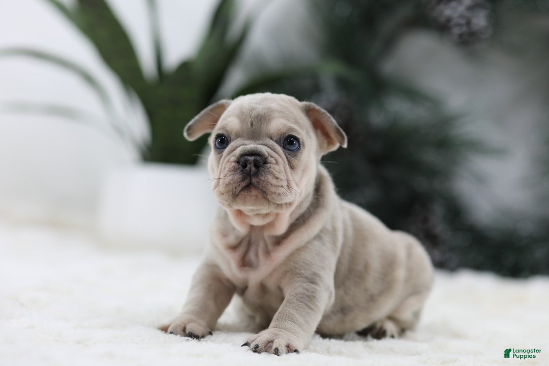 French Bulldog dogs for sale: Major - Ad 6