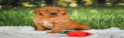 Golden Retriever dogs for sale: Sugar - Ad 3