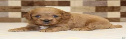 Cavapoo dogs for sale: Dylan - Ad 3