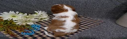 Cavalier King Charles Spaniel dogs for sale: Champ - Ad 6