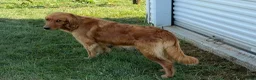Golden Retriever dogs for sale: Emma - Ad 8