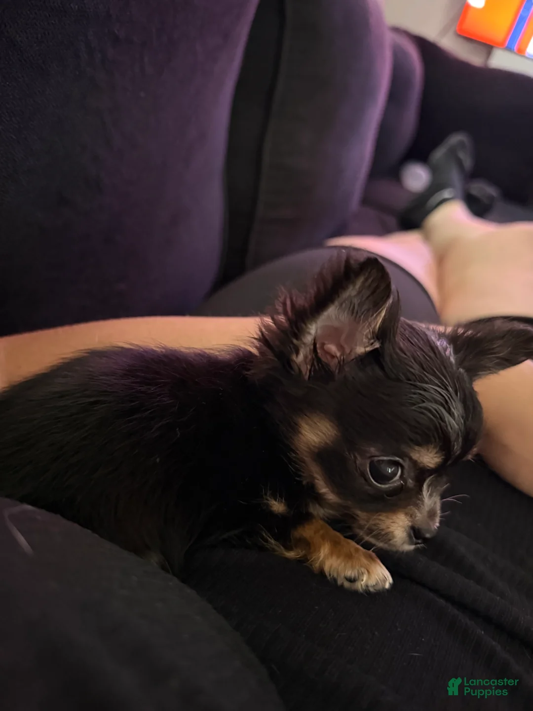 Chihuahua dogs for sale: Teacup Teddy Only 3lbs fully grown - Ad 1