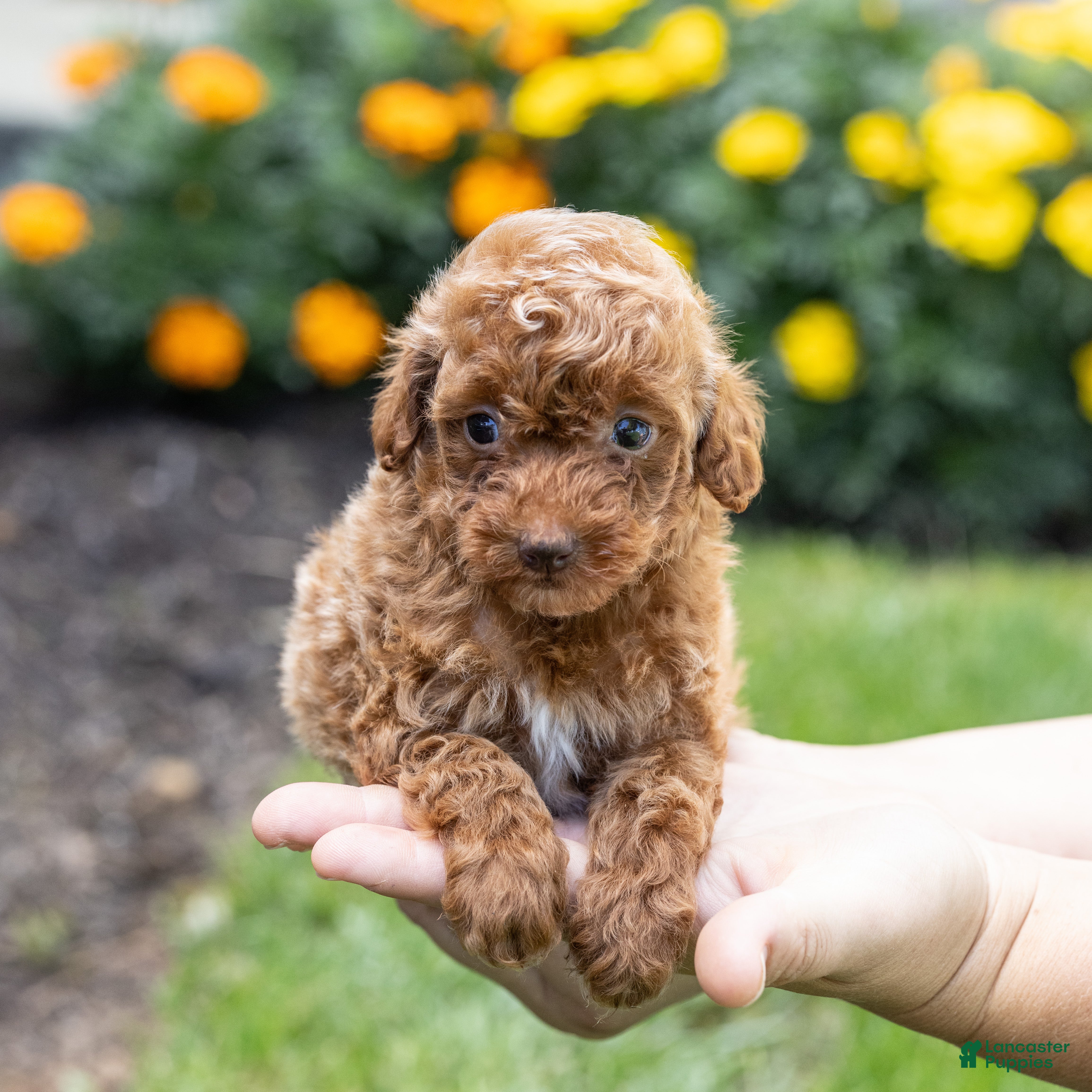 Toy Poodle dogs for sale: Olive - Ad 3