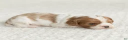 Cavalier King Charles Spaniel dogs for sale: Sunshine Cavalier King Charles Spaniel  - Ad 3