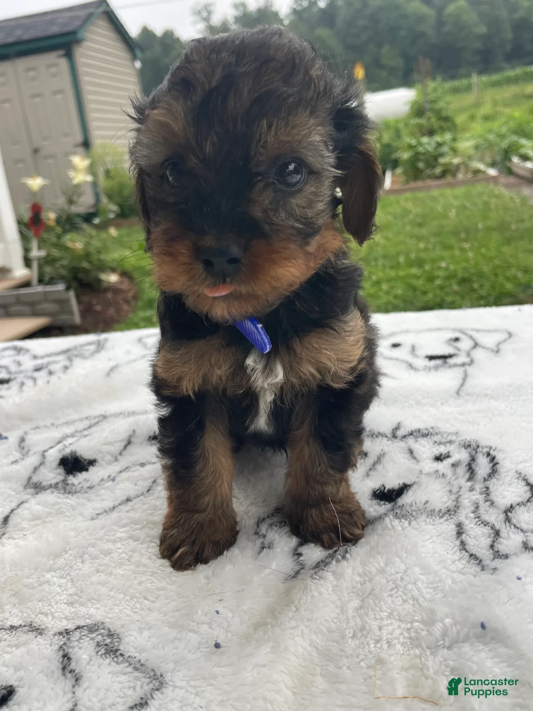 Yorkiepoo dogs for sale: Digger - Ad 4