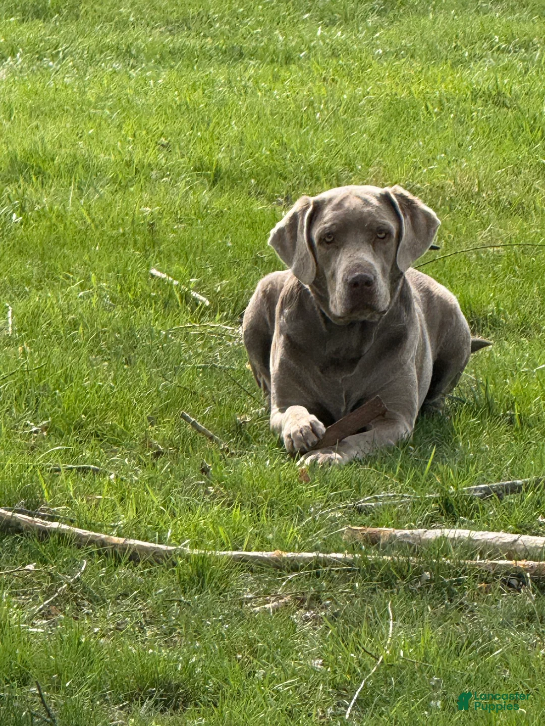 Labrador Retriever dogs for sale: Labrador Retriever Puppy 2 - Ad 11