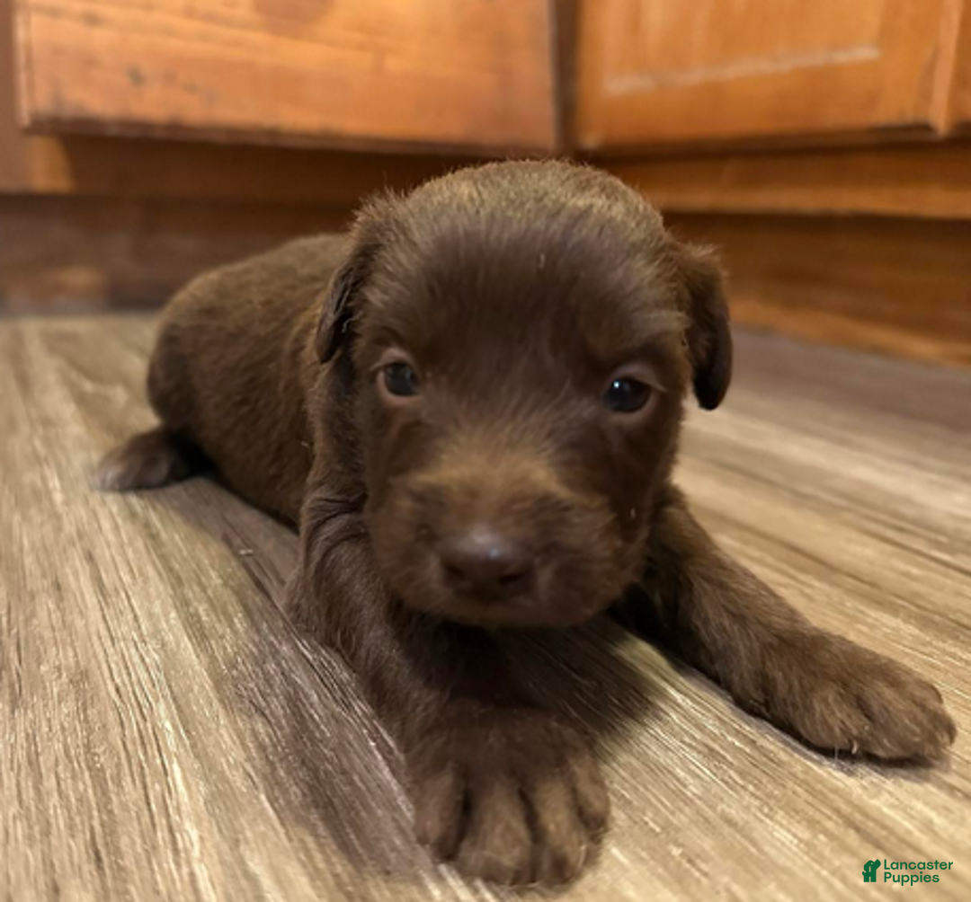 Aussiedoodle dogs for sale: Chocolate girl 4 - Ad 5